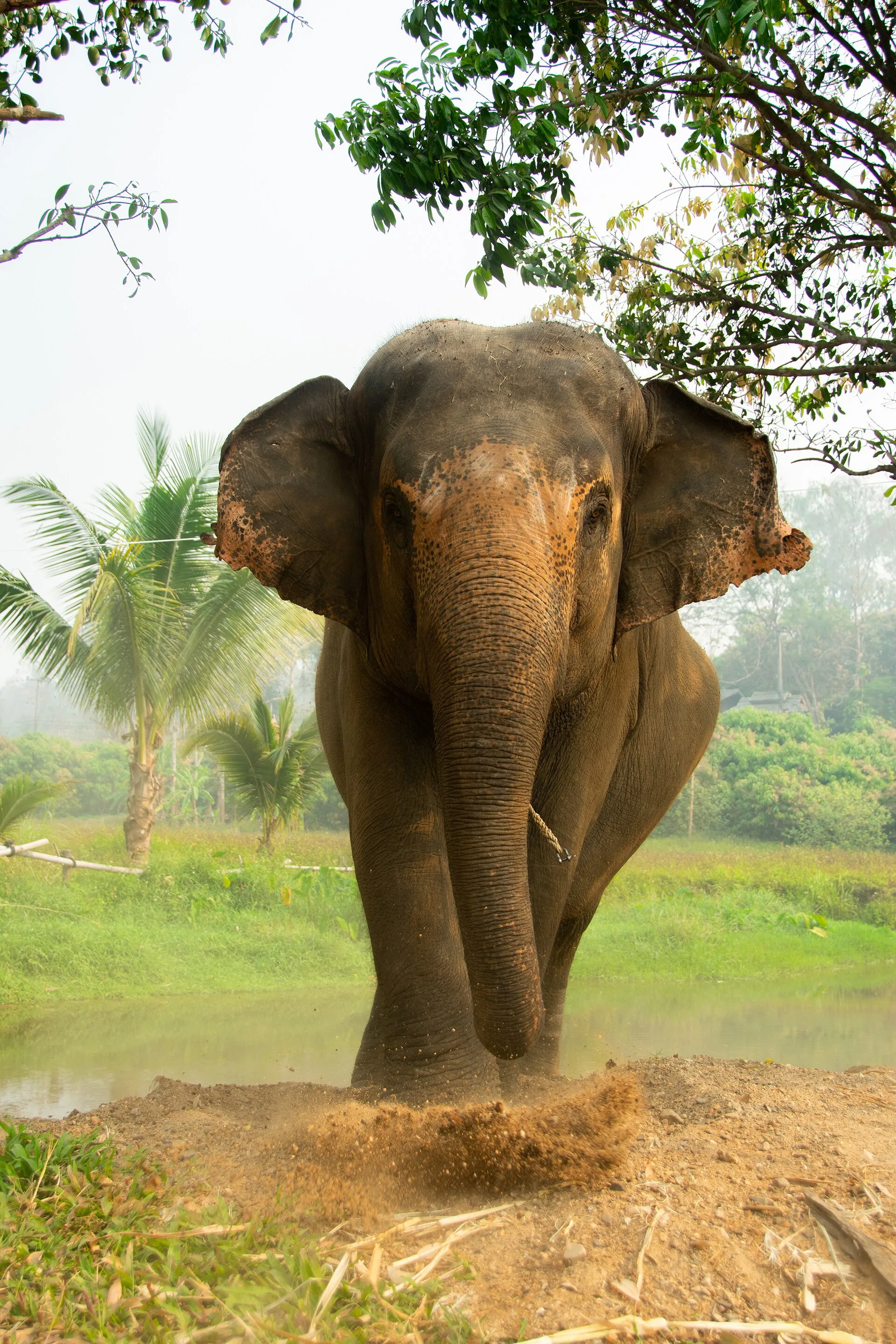 Elephant Sanctuaries Phuket Phuket